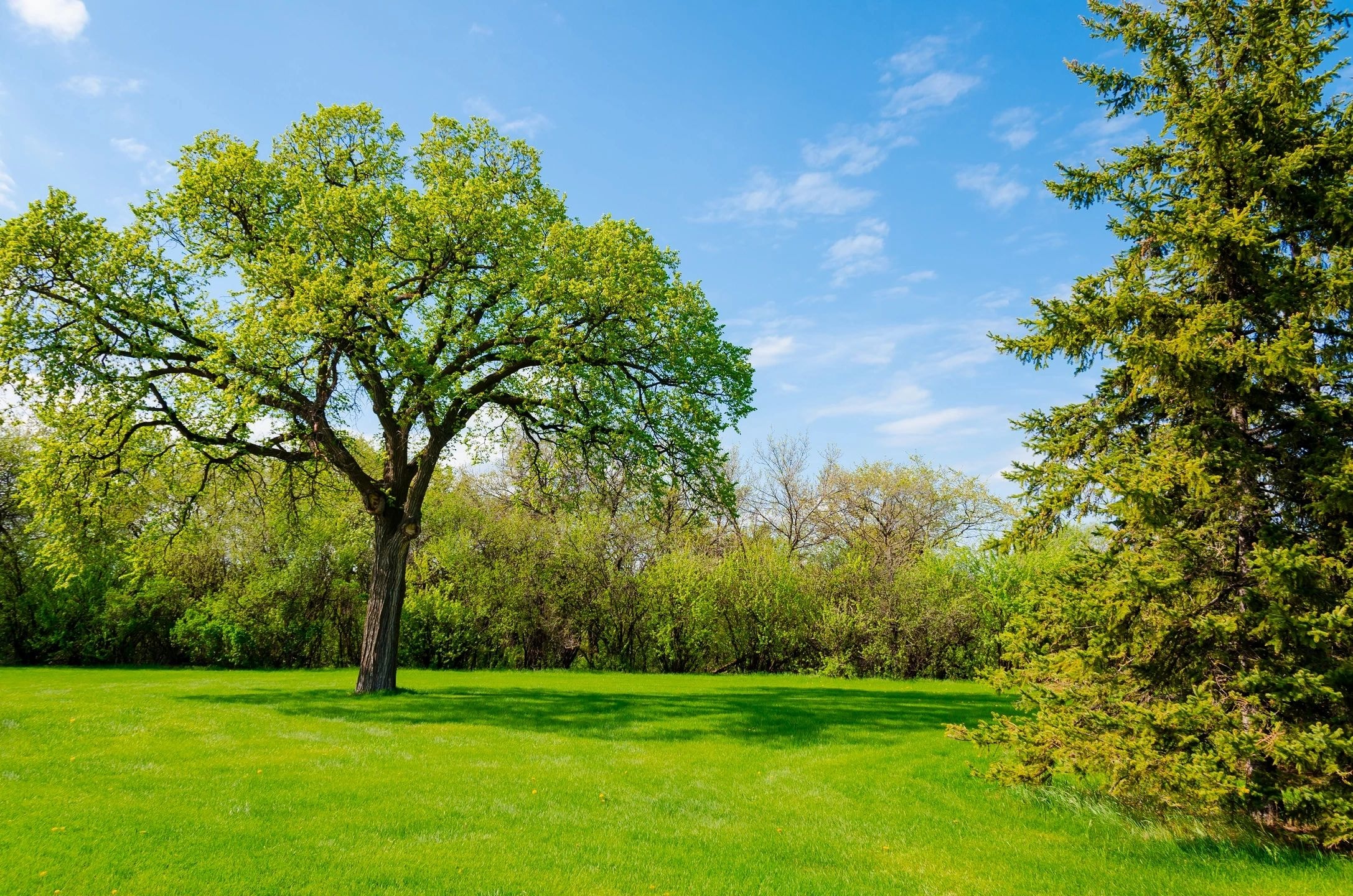Mature tree in open grassy meadow